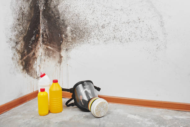 Best Residential Mold Removal  in Bunk Foss, WA
