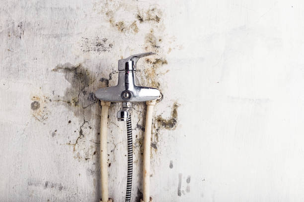 Best Local Mold Removal Service  in Bunk Foss, WA