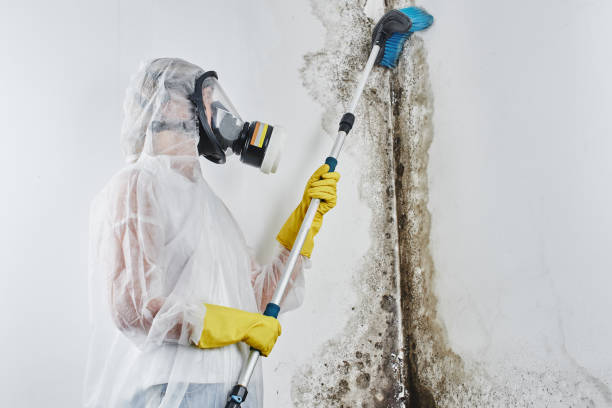 Best Mold Removal Specialists  in Bunk Foss, WA