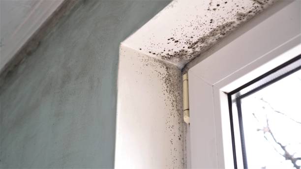 Best Office Mold Removal Services  in Bunk Foss, WA