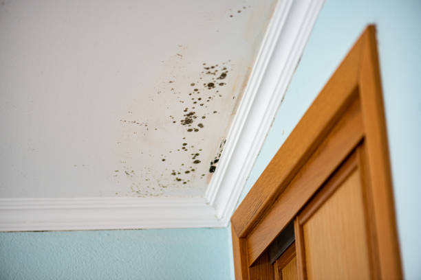 Best Mold Testing  in Bunk Foss, WA