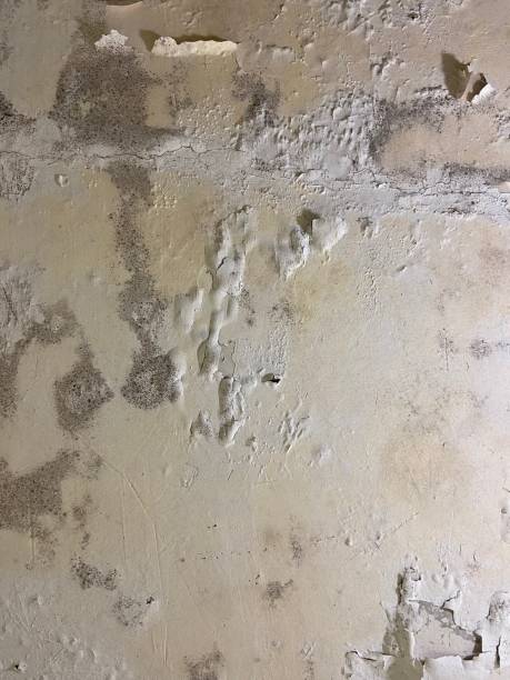 Best Best Mold Removal Companies  in Bunk Foss, WA