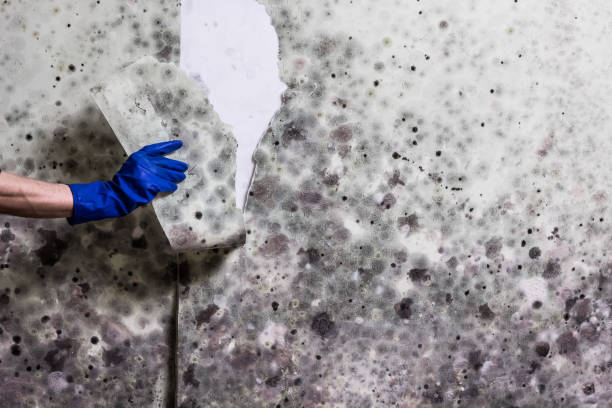 Best Residential Mold Removal  in Bunk Foss, WA