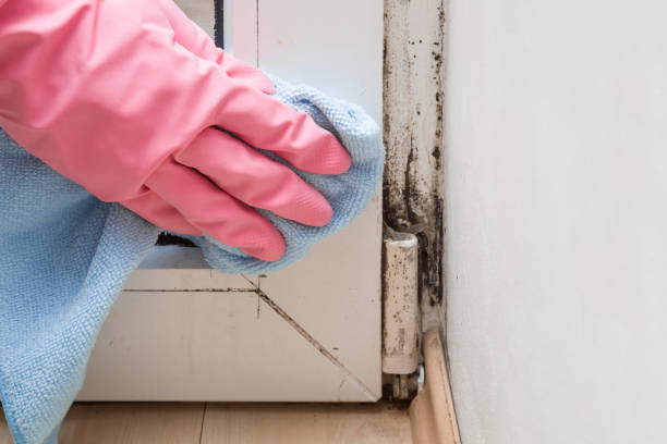 Best Certified Mold Removal  in Bunk Foss, WA