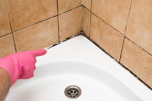 Best Home Mold Removal  in Bunk Foss, WA